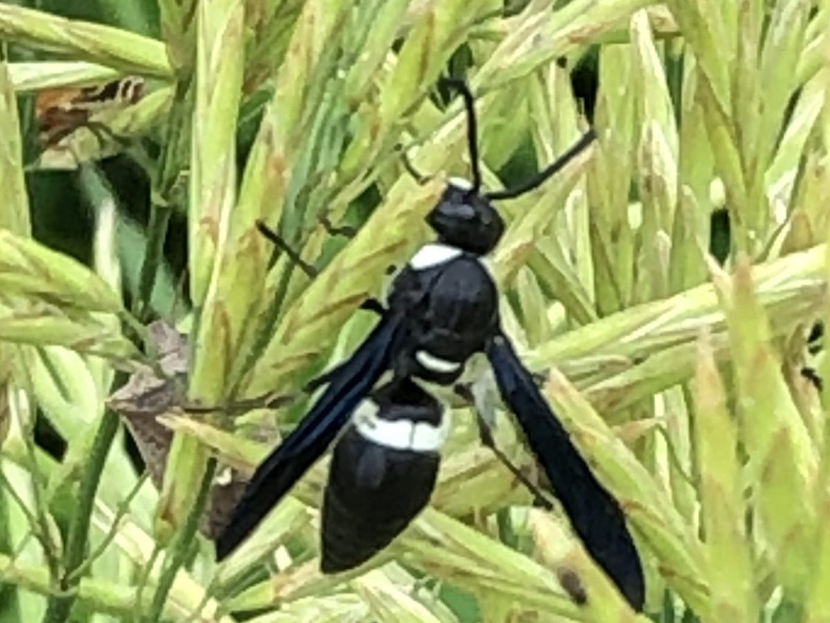 Home Supply Stores Pack a&nbsp;Sting